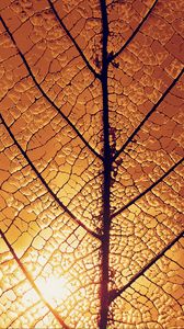 Preview wallpaper leaf, veins, glow, macro
