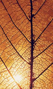 Preview wallpaper leaf, veins, glow, macro