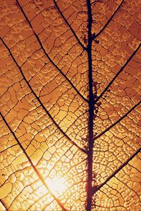 Preview wallpaper leaf, veins, glow, macro