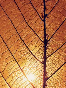 Preview wallpaper leaf, veins, glow, macro