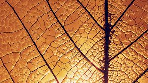 Preview wallpaper leaf, veins, glow, macro