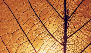 Preview wallpaper leaf, veins, glow, macro
