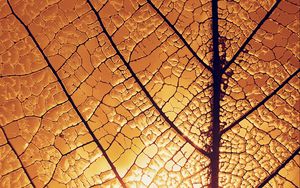 Preview wallpaper leaf, veins, glow, macro