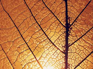 Preview wallpaper leaf, veins, glow, macro