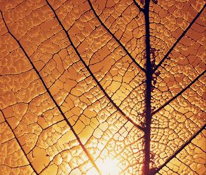 Preview wallpaper leaf, veins, glow, macro