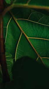 Preview wallpaper leaf, veins, green, plant, macro