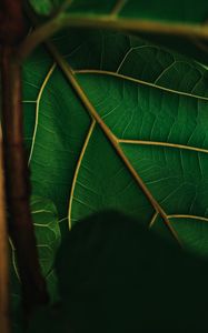 Preview wallpaper leaf, veins, green, plant, macro