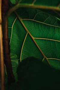 Preview wallpaper leaf, veins, green, plant, macro