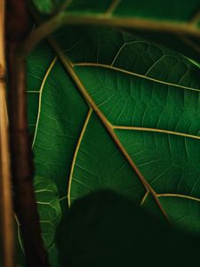 Preview wallpaper leaf, veins, green, plant, macro
