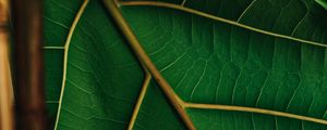 Preview wallpaper leaf, veins, green, plant, macro