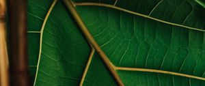 Preview wallpaper leaf, veins, green, plant, macro