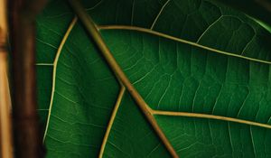 Preview wallpaper leaf, veins, green, plant, macro