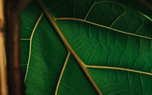 Preview wallpaper leaf, veins, green, plant, macro