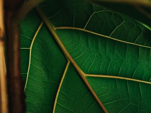 Preview wallpaper leaf, veins, green, plant, macro