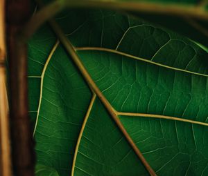 Preview wallpaper leaf, veins, green, plant, macro