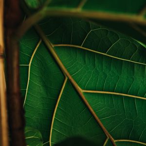 Preview wallpaper leaf, veins, green, plant, macro