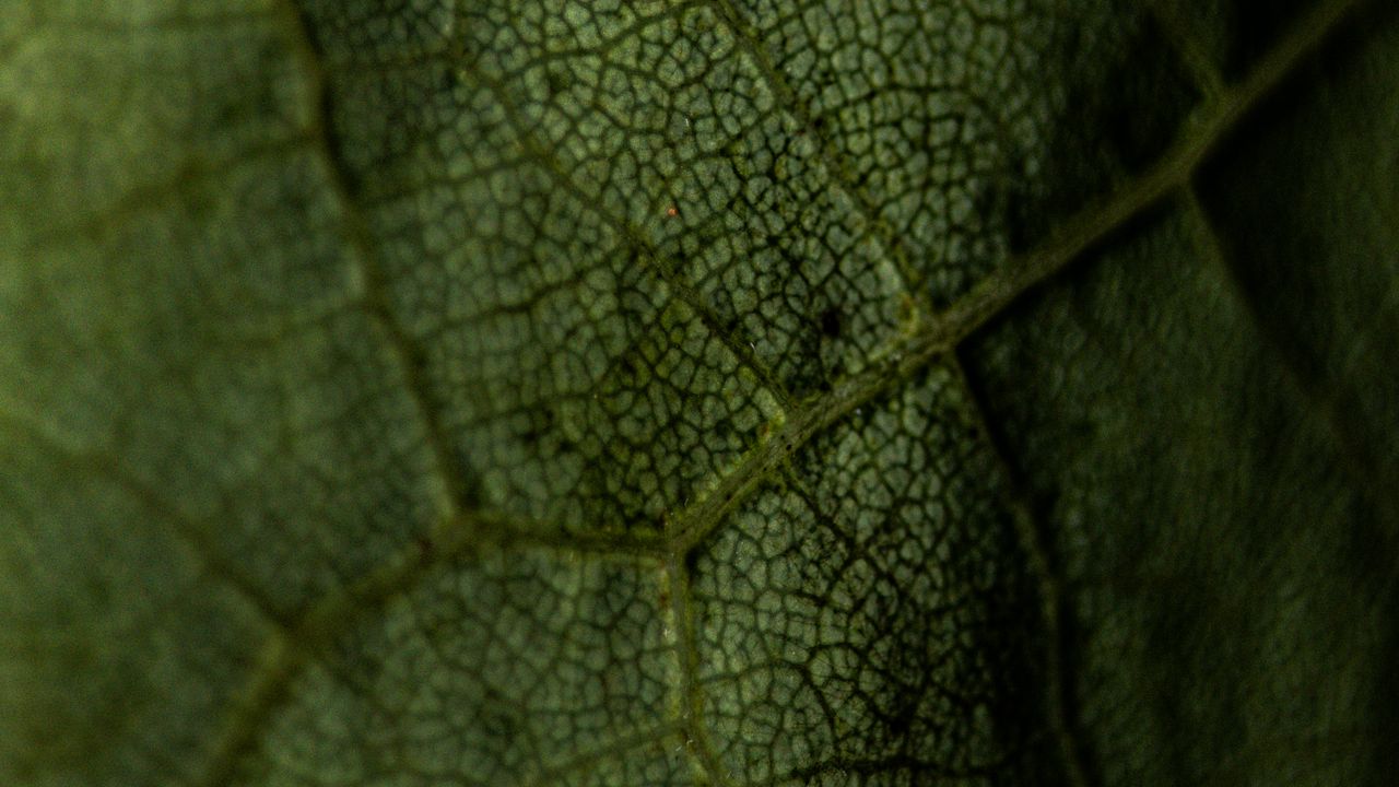 Wallpaper leaf, veins, green, macro