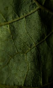 Preview wallpaper leaf, veins, green, macro