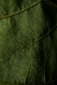 Preview wallpaper leaf, veins, green, macro