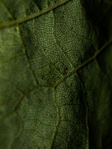 Preview wallpaper leaf, veins, green, macro
