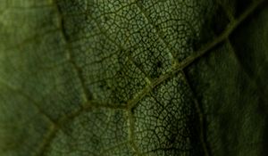 Preview wallpaper leaf, veins, green, macro