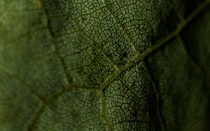 Preview wallpaper leaf, veins, green, macro