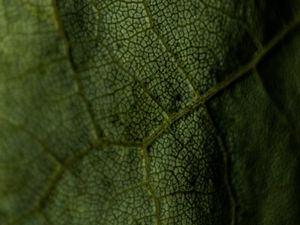 Preview wallpaper leaf, veins, green, macro