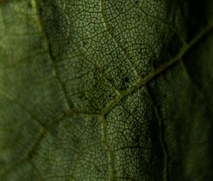 Preview wallpaper leaf, veins, green, macro