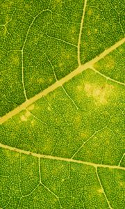 Preview wallpaper leaf, veins, green, macro, plant