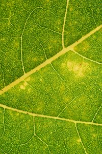 Preview wallpaper leaf, veins, green, macro, plant