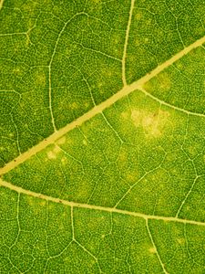Preview wallpaper leaf, veins, green, macro, plant