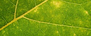 Preview wallpaper leaf, veins, green, macro, plant