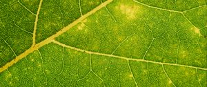 Preview wallpaper leaf, veins, green, macro, plant