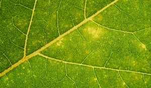 Preview wallpaper leaf, veins, green, macro, plant