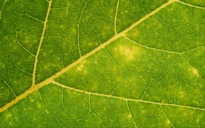 Preview wallpaper leaf, veins, green, macro, plant