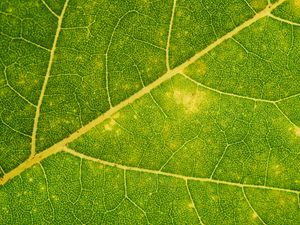 Preview wallpaper leaf, veins, green, macro, plant