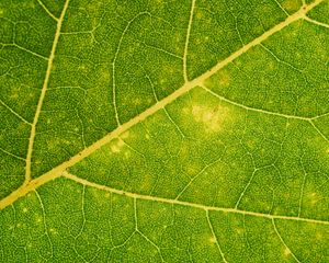 Preview wallpaper leaf, veins, green, macro, plant