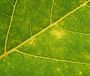 Preview wallpaper leaf, veins, green, macro, plant