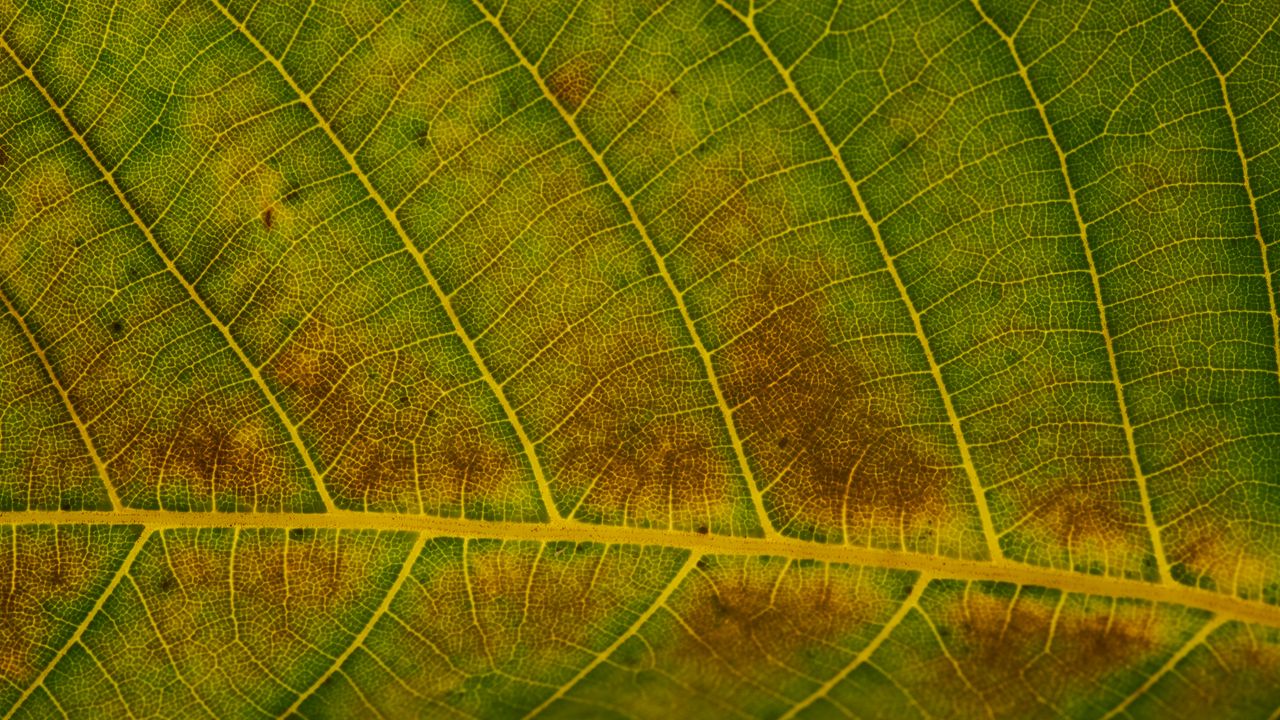 Wallpaper leaf, veins, green, surface, macro