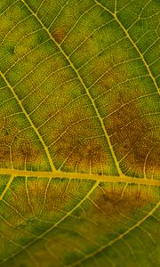 Preview wallpaper leaf, veins, green, surface, macro