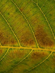 Preview wallpaper leaf, veins, green, surface, macro