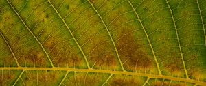 Preview wallpaper leaf, veins, green, surface, macro
