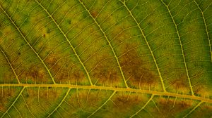 Preview wallpaper leaf, veins, green, surface, macro