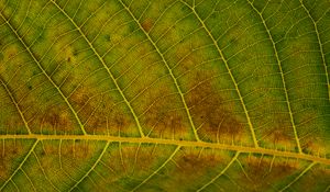 Preview wallpaper leaf, veins, green, surface, macro