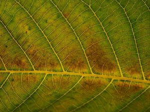 Preview wallpaper leaf, veins, green, surface, macro