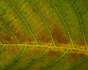 Preview wallpaper leaf, veins, green, surface, macro