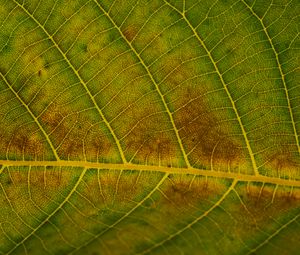 Preview wallpaper leaf, veins, green, surface, macro