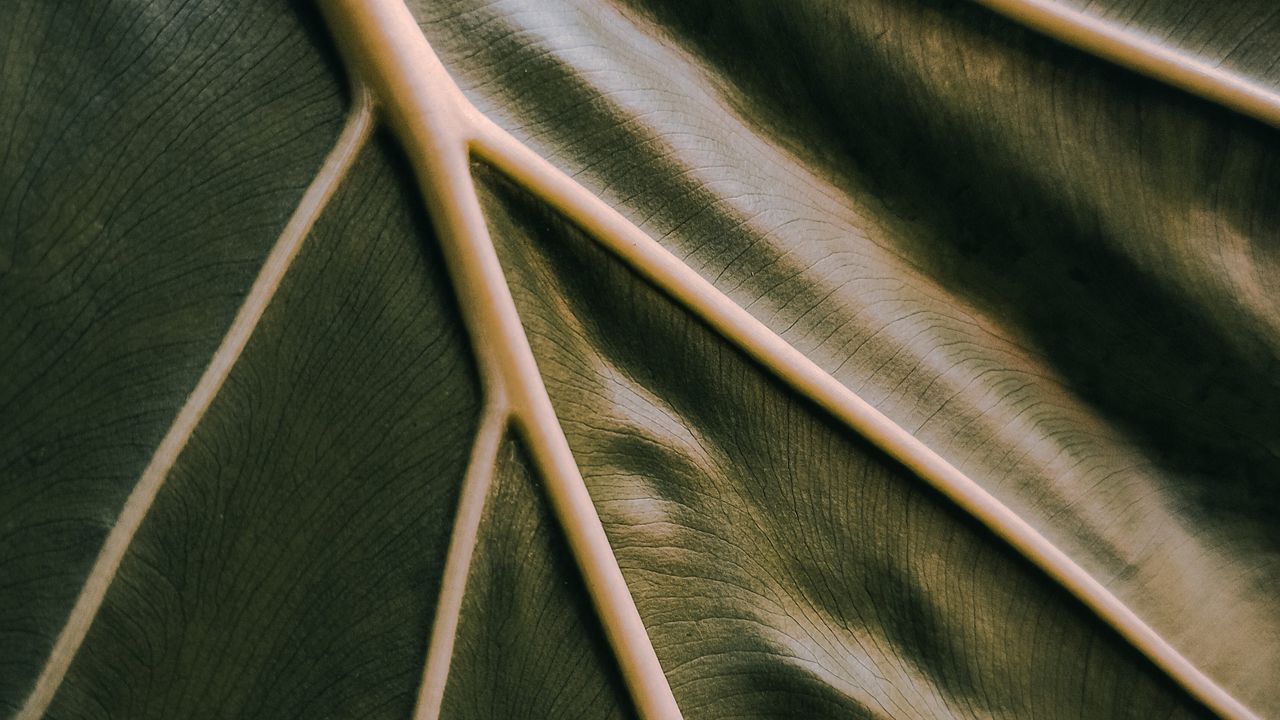 Wallpaper leaf, veins, green, relief, macro