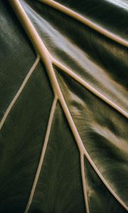 Preview wallpaper leaf, veins, green, relief, macro