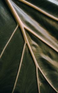 Preview wallpaper leaf, veins, green, relief, macro
